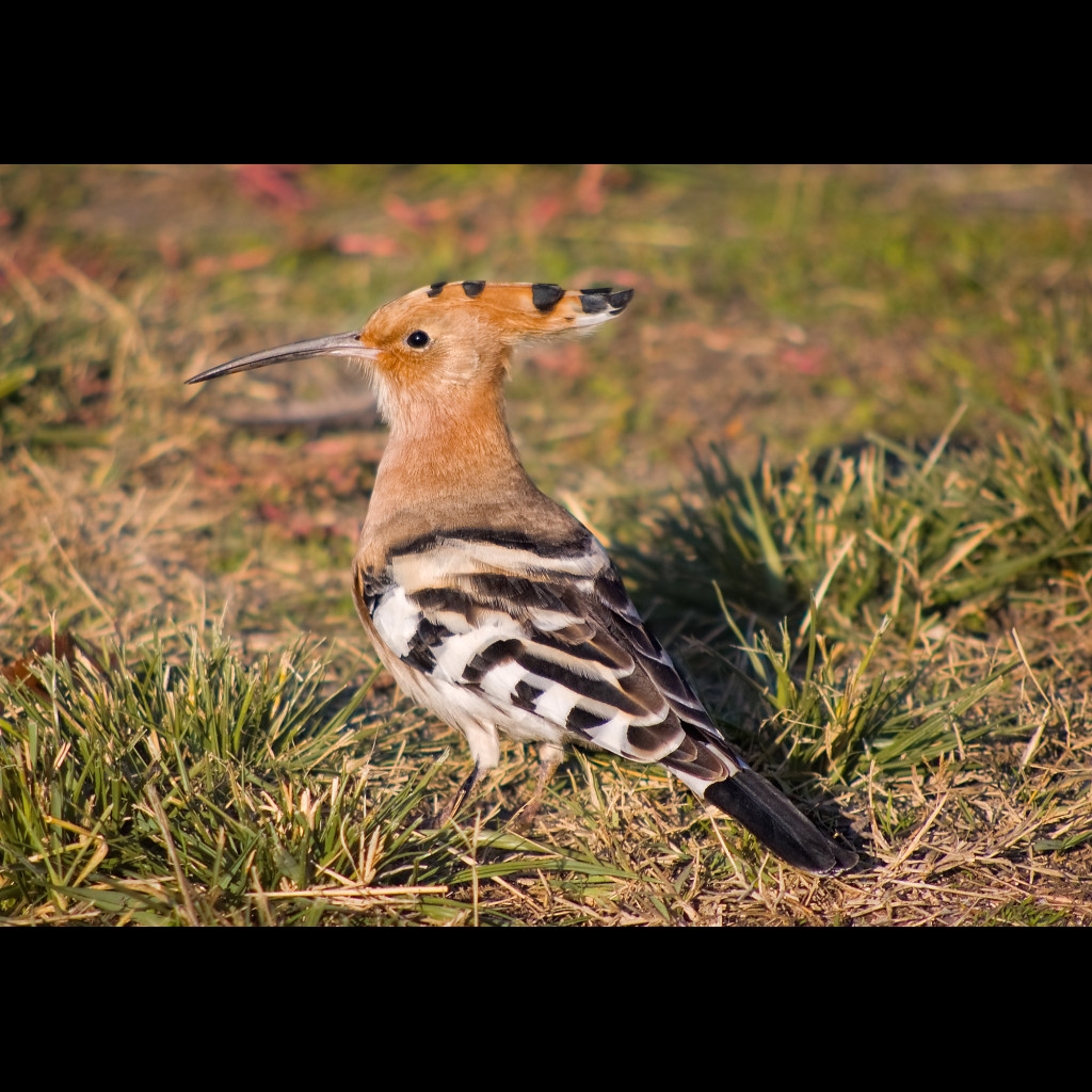 Eurasian Hoopoe