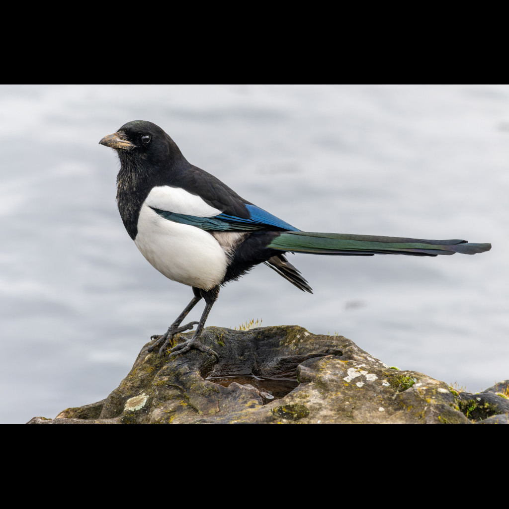 Eurasian Magpie