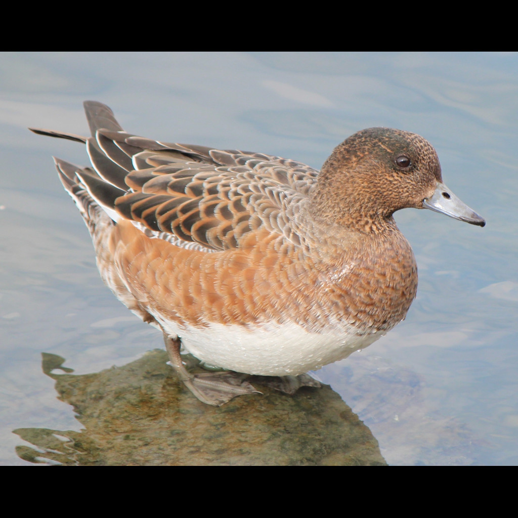 Eurasian Wigeon