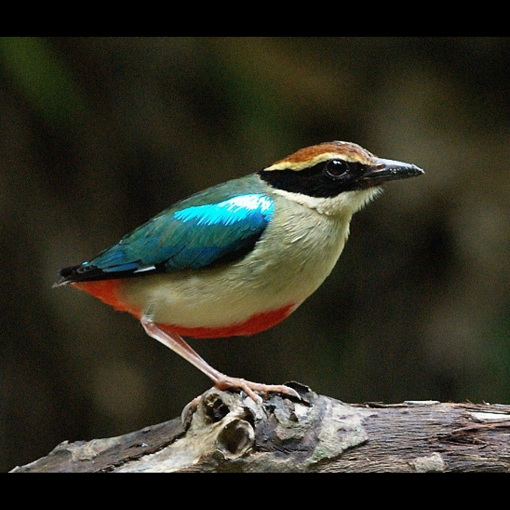 Fairy Pitta