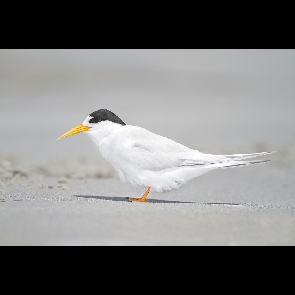 Fairy Tern