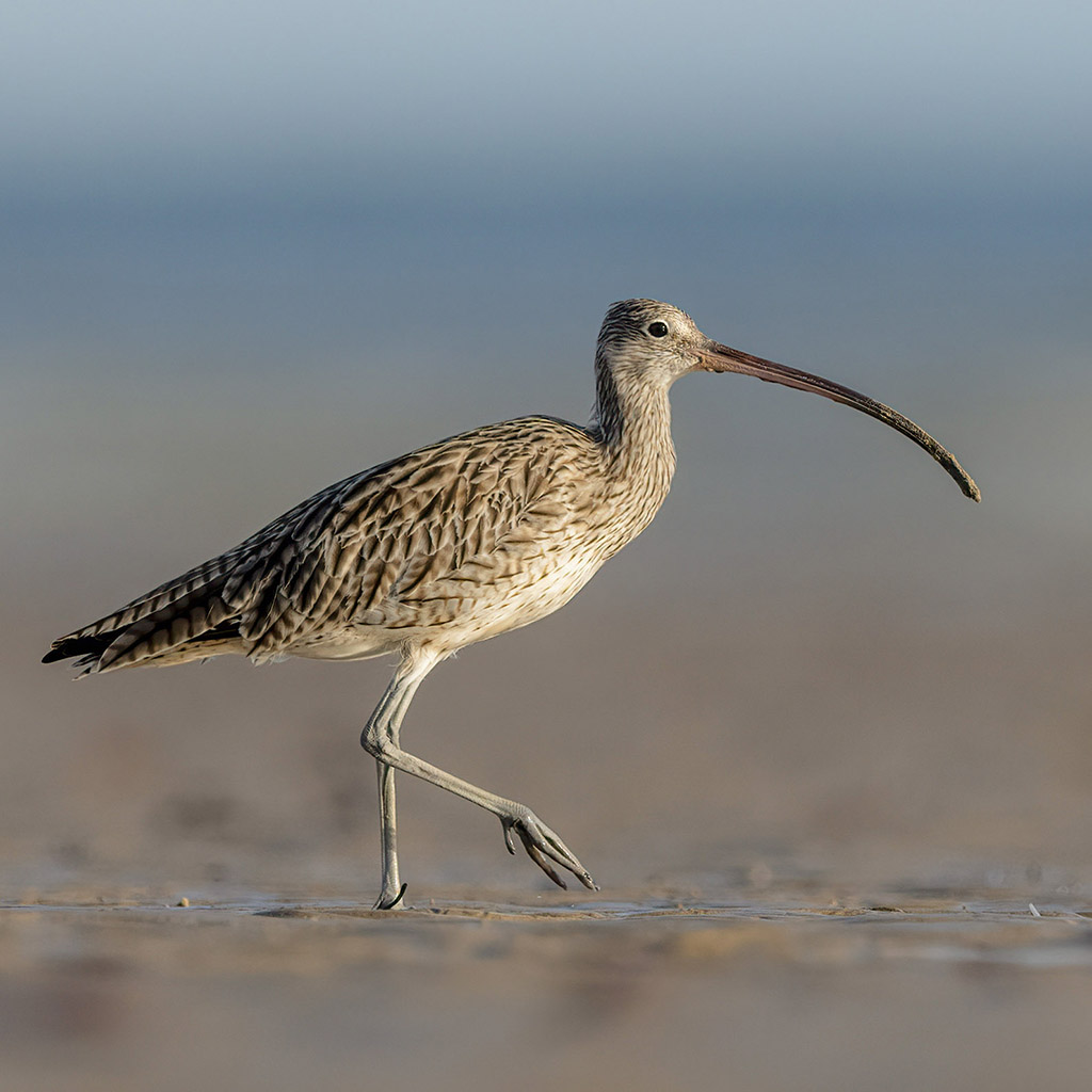 Far Eastern Curlew