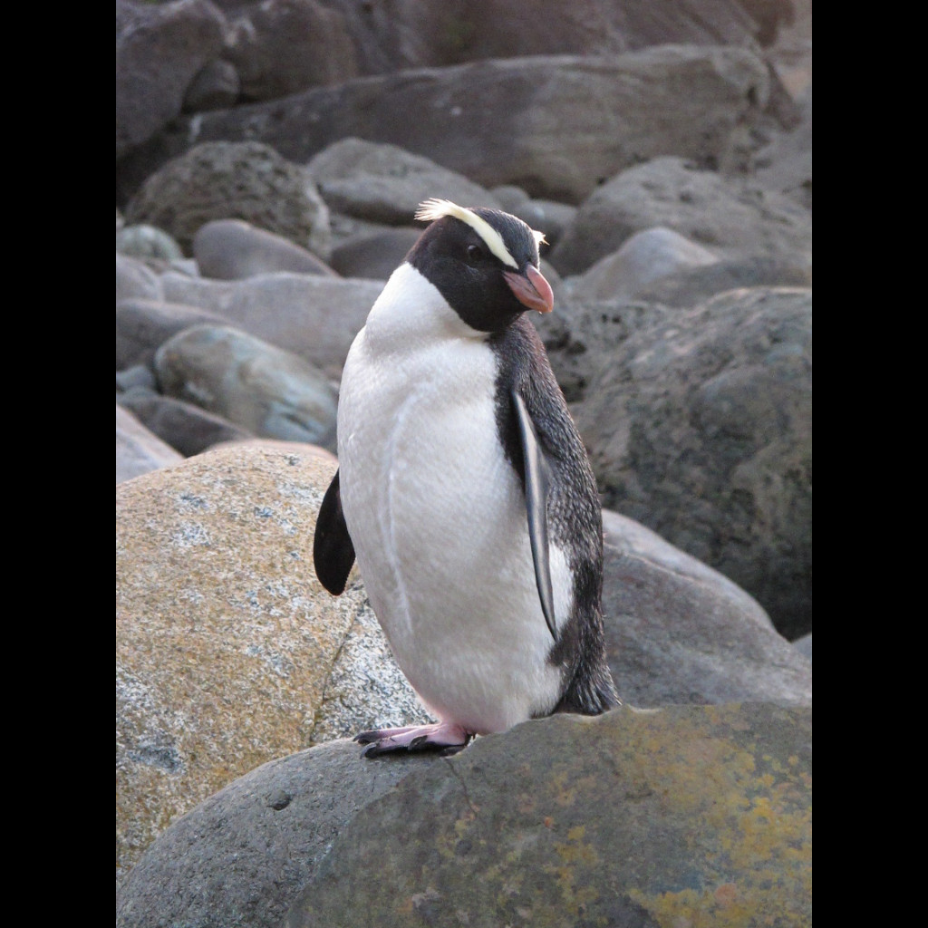 Fiordland Penguin
