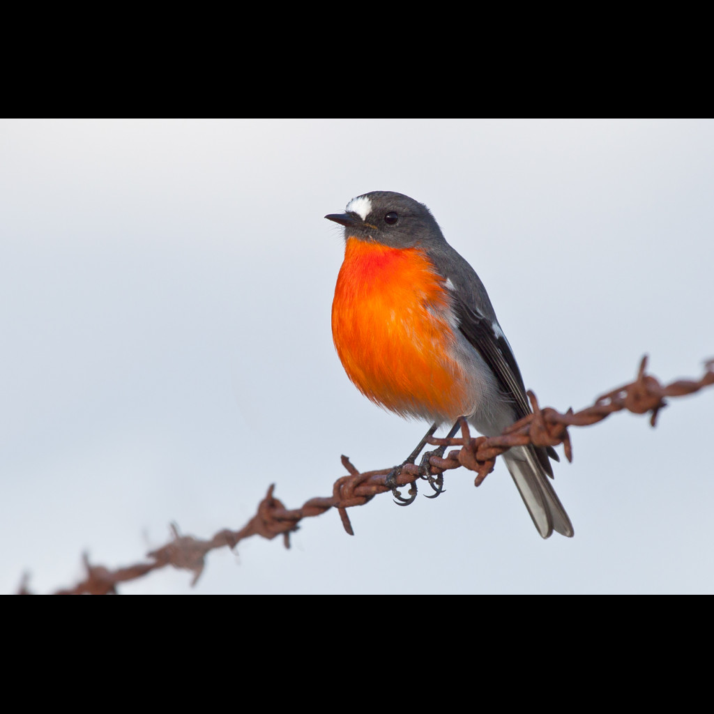 Flame Robin