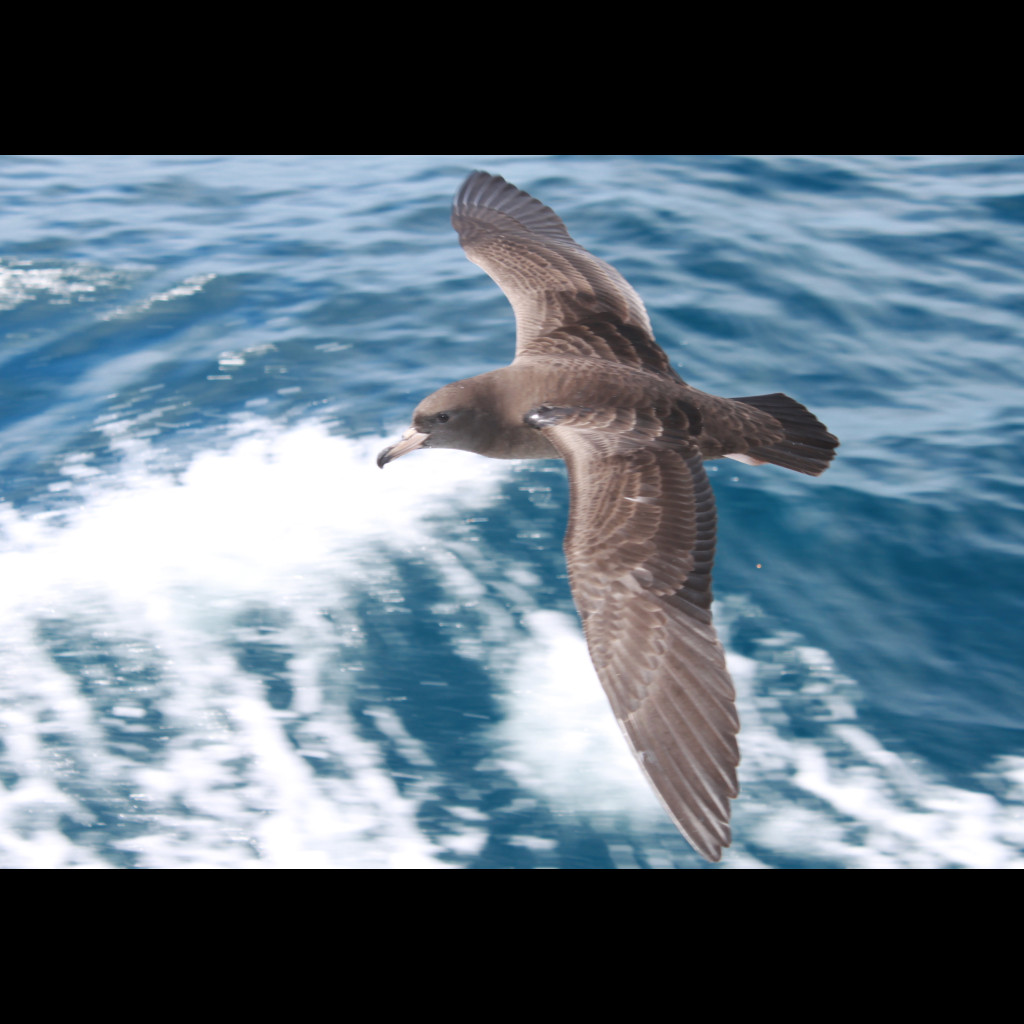 Flesh-footed Shearwater
