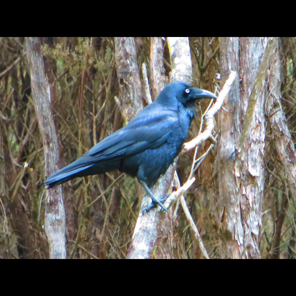 Forest Raven