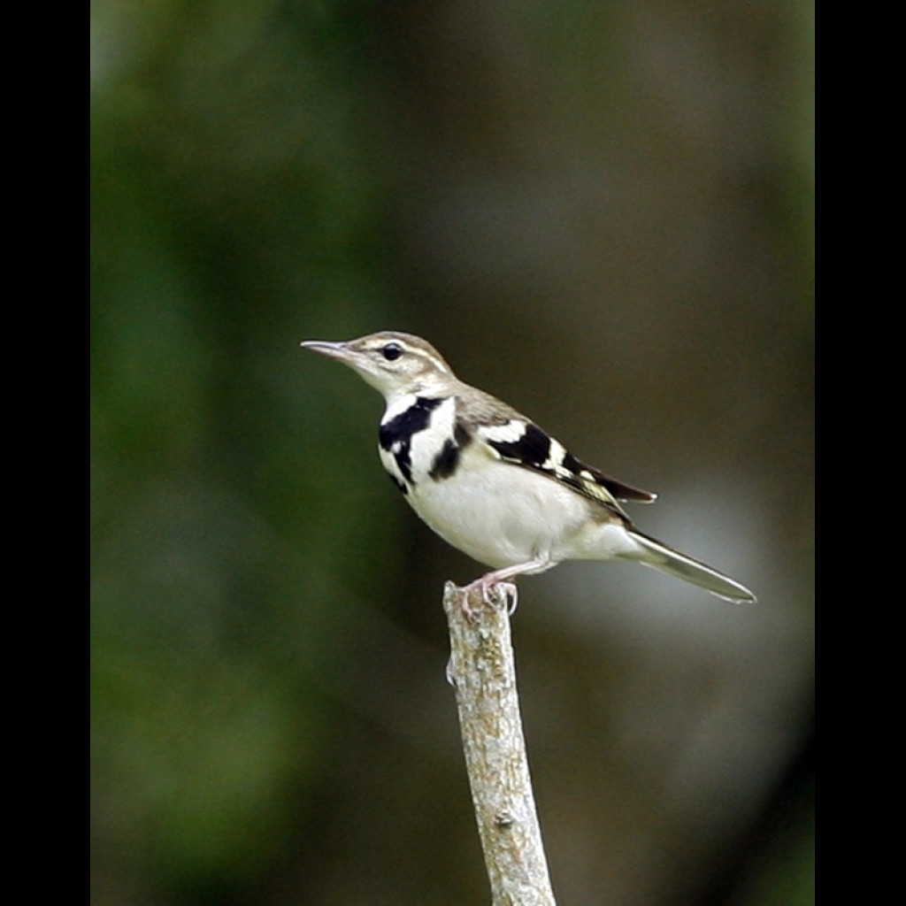 Forest Wagtail
