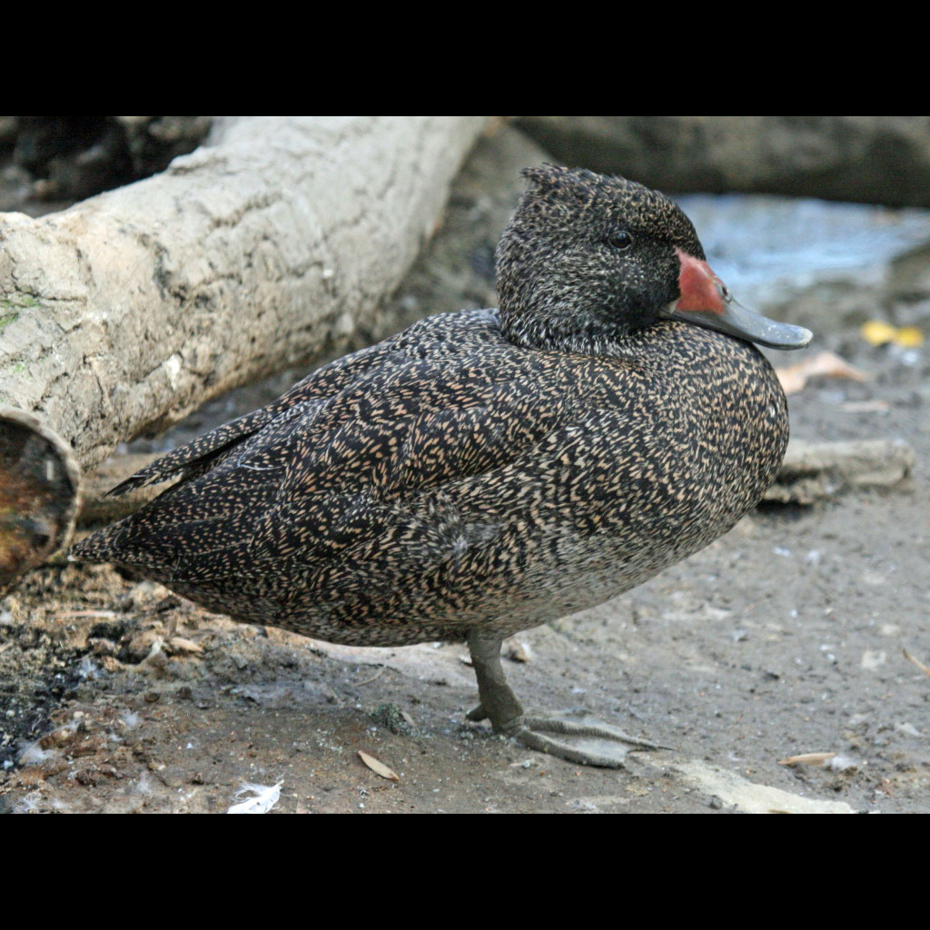 Freckled Duck