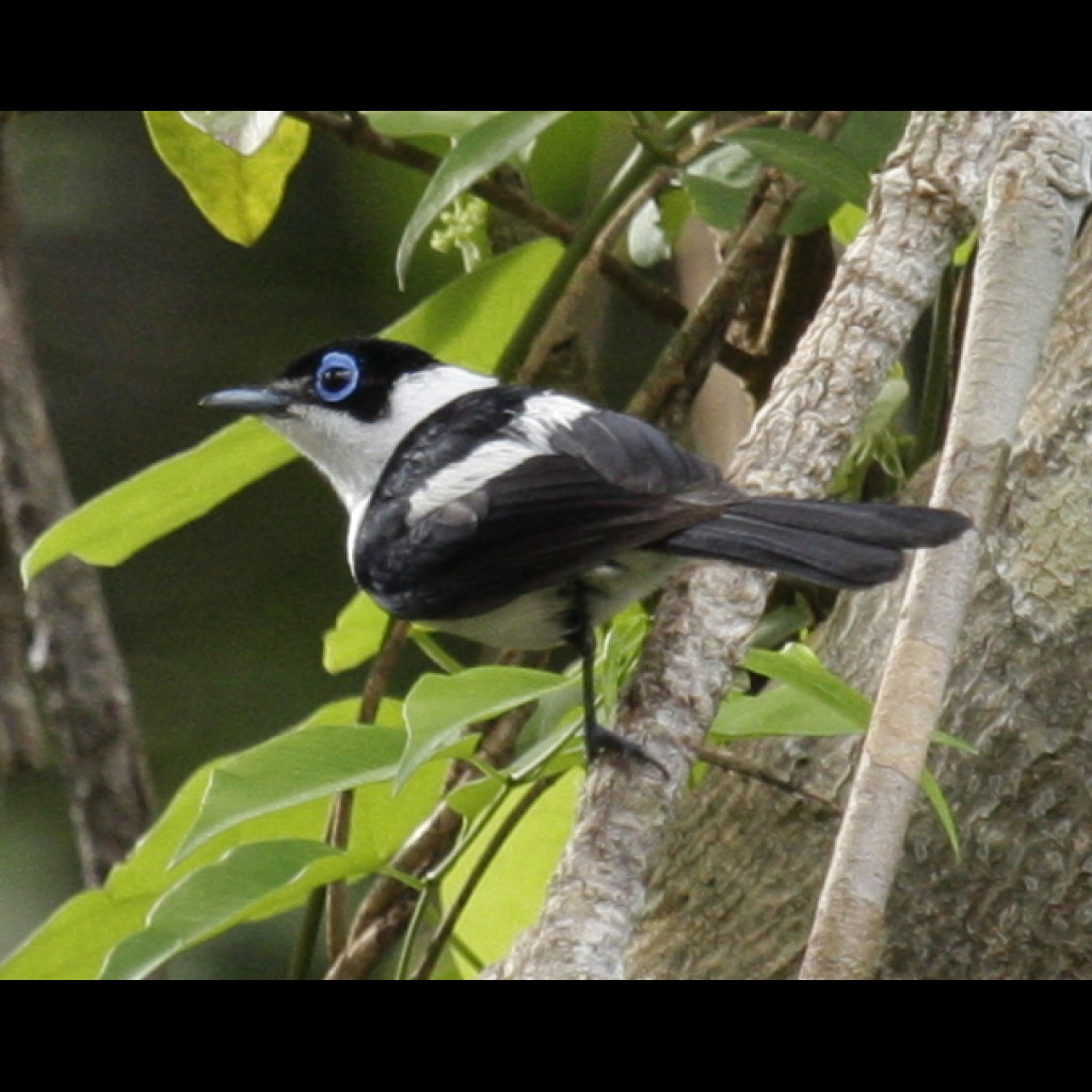 Frill-necked Monarch