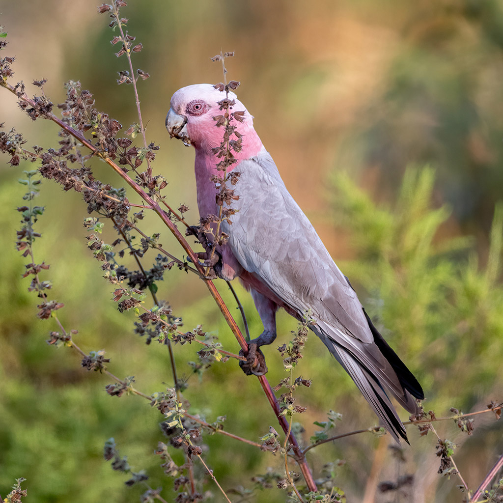 Galah