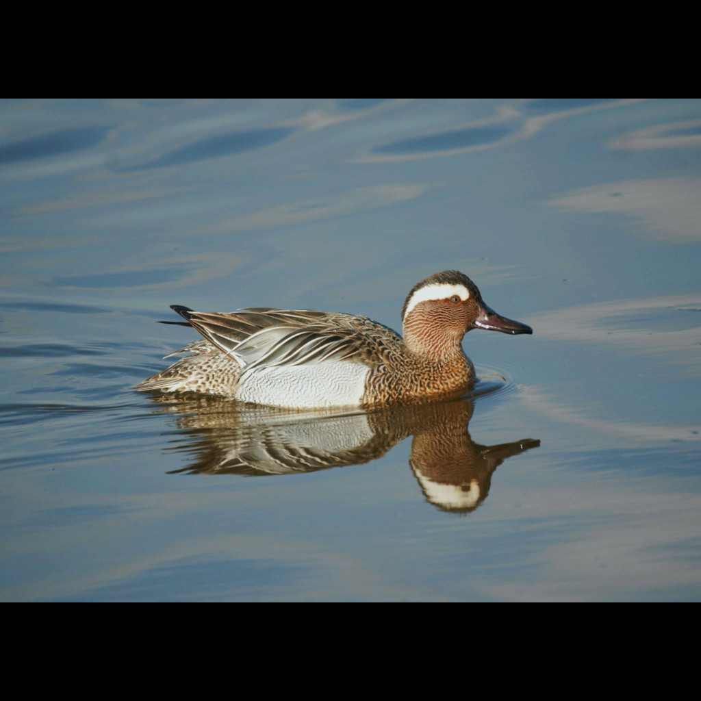 Garganey