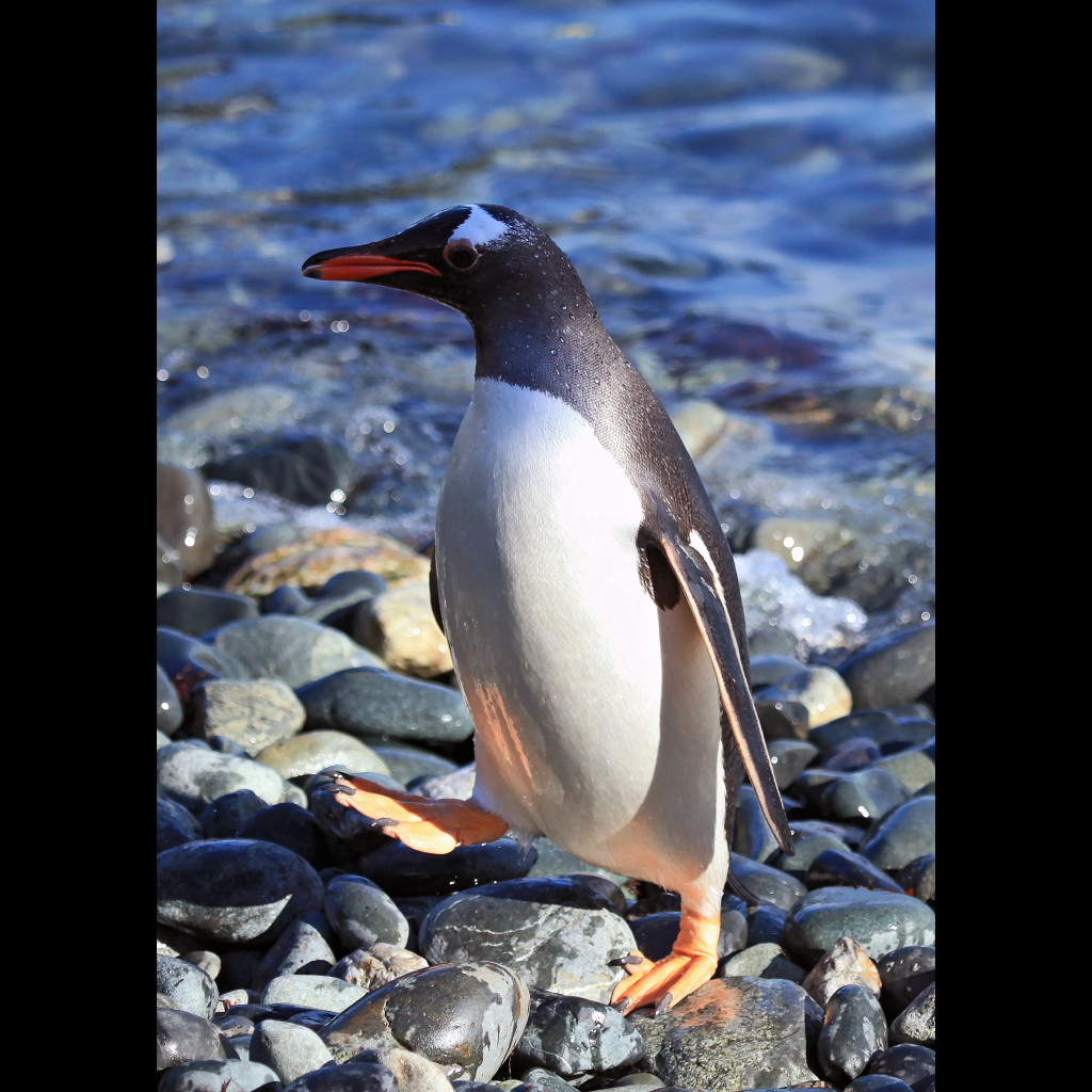 Gentoo Penguin