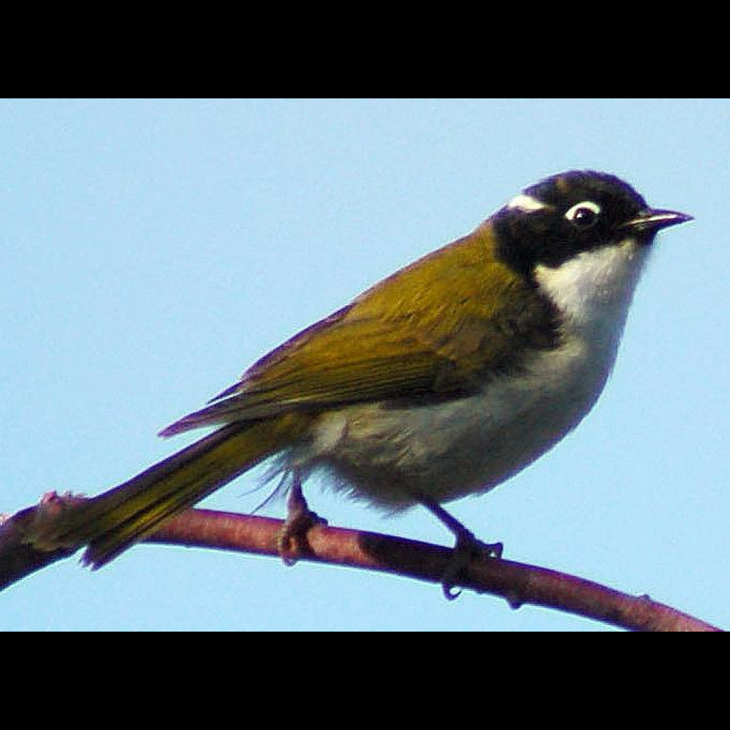 Gilbert's Honeyeater