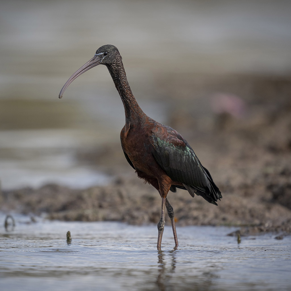 Glossy Ibis