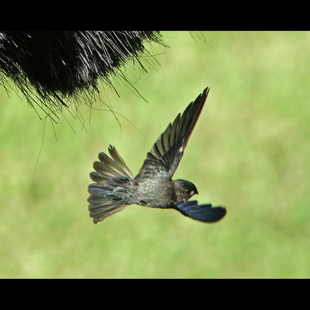 Glossy Swiftlet