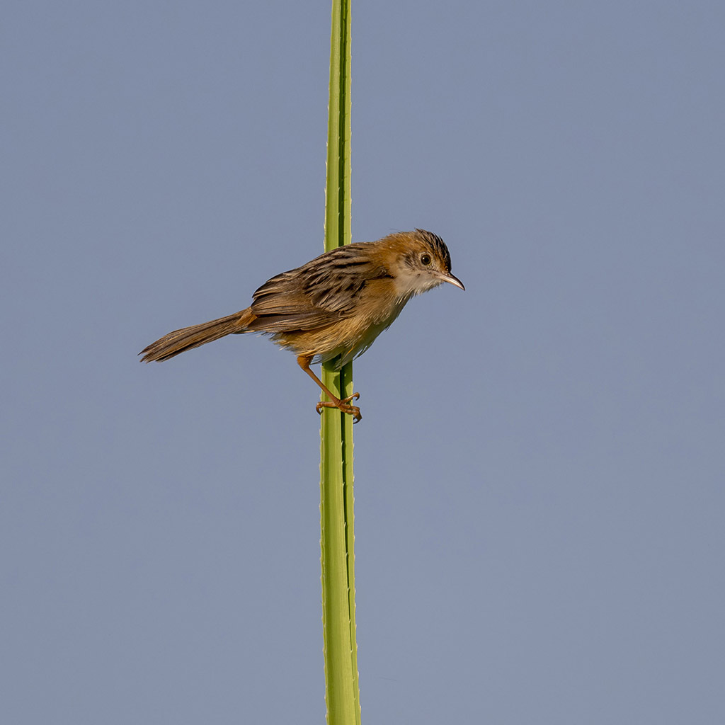 Golden-headed Cisticola