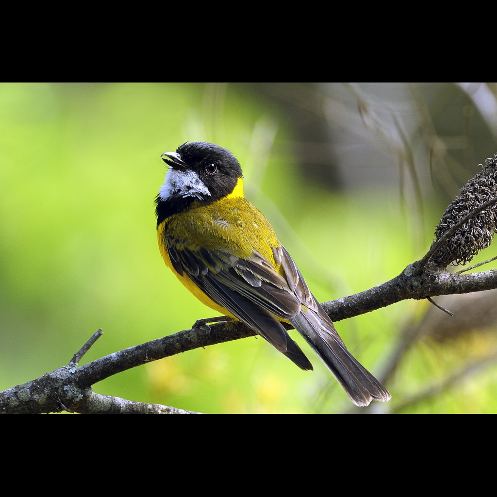 Golden Whistler