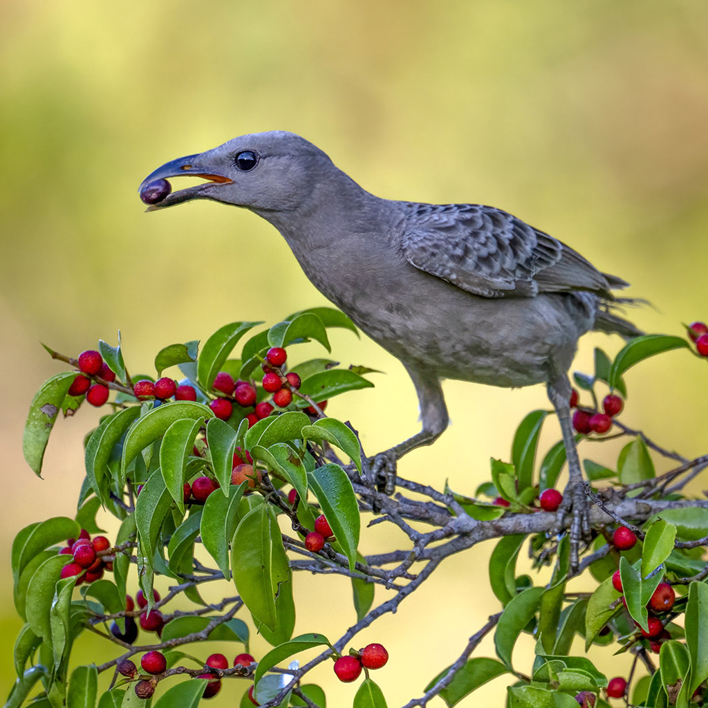 Great Bowerbird