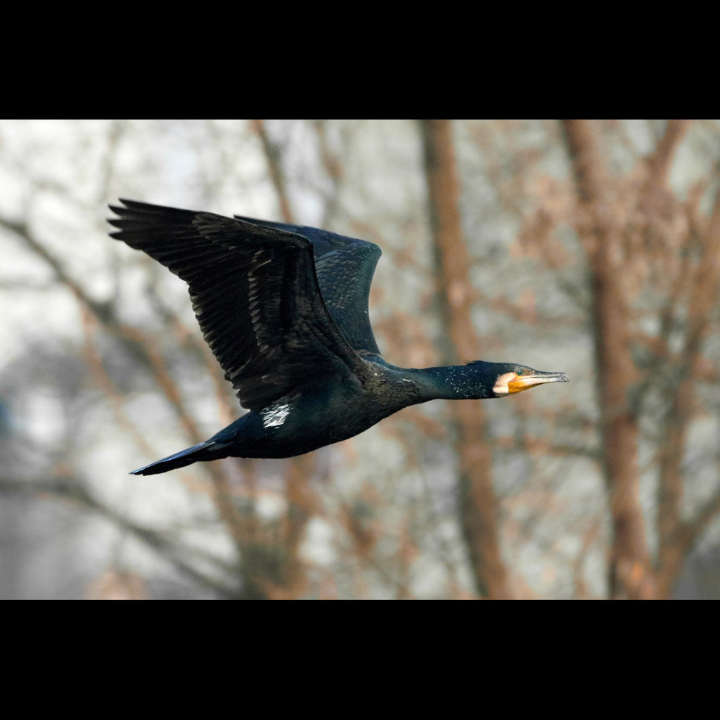 Great Cormorant
