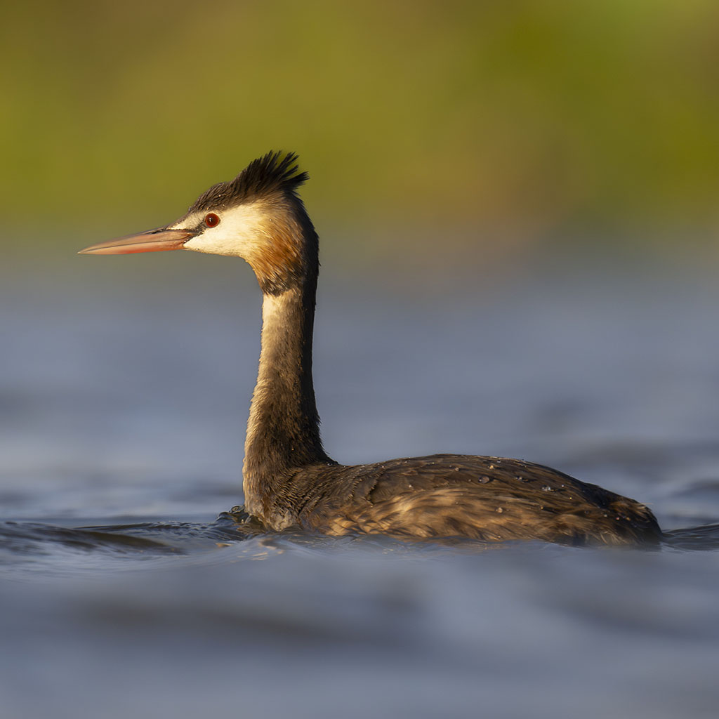 Great Crested Grebe
