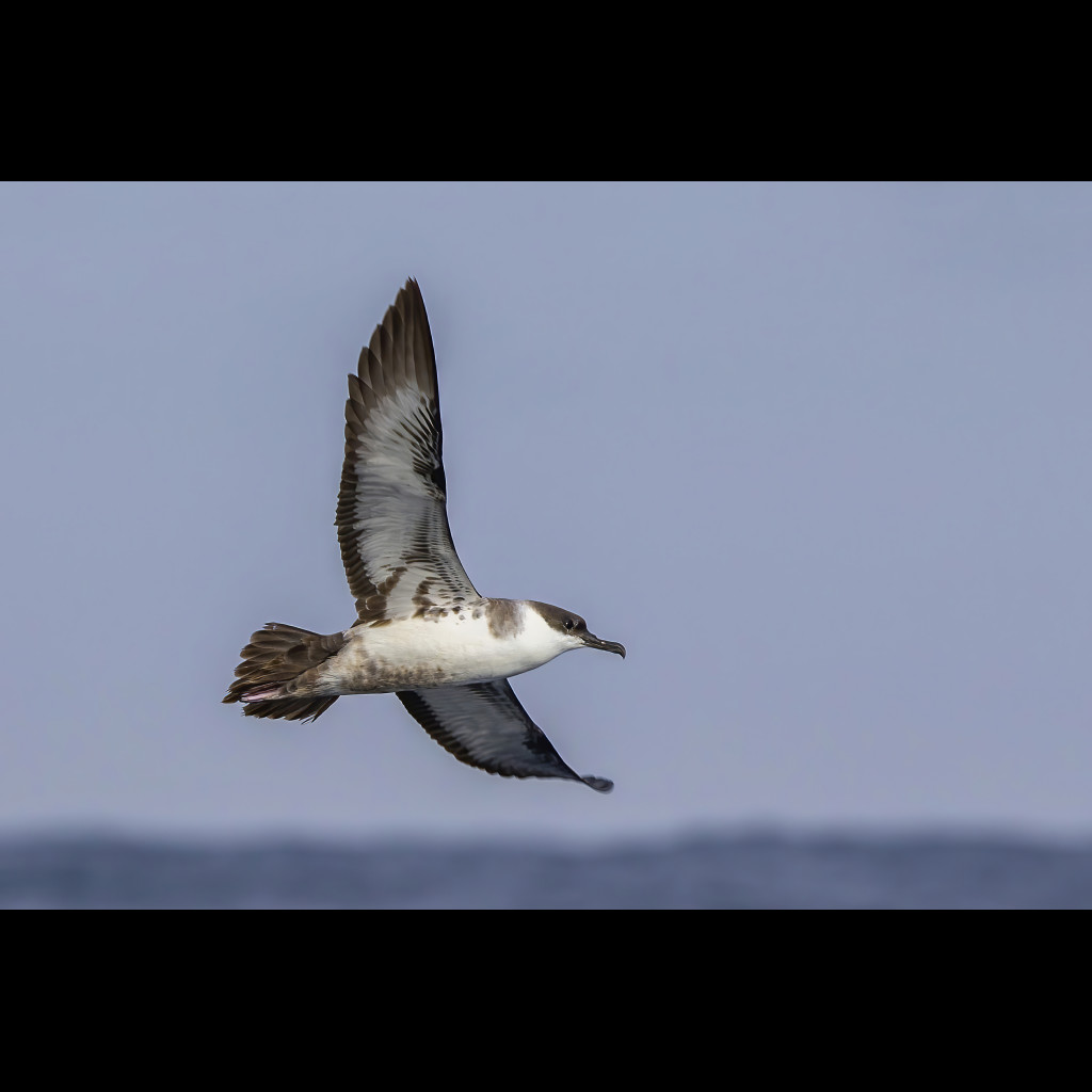 Great Shearwater