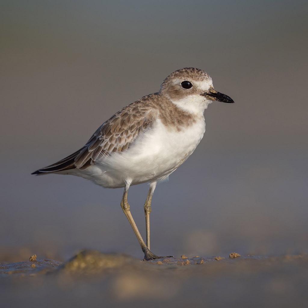 Greater Sand-Plover