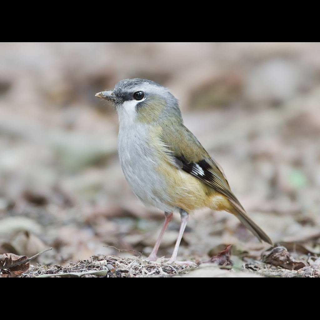 Grey-headed Robin
