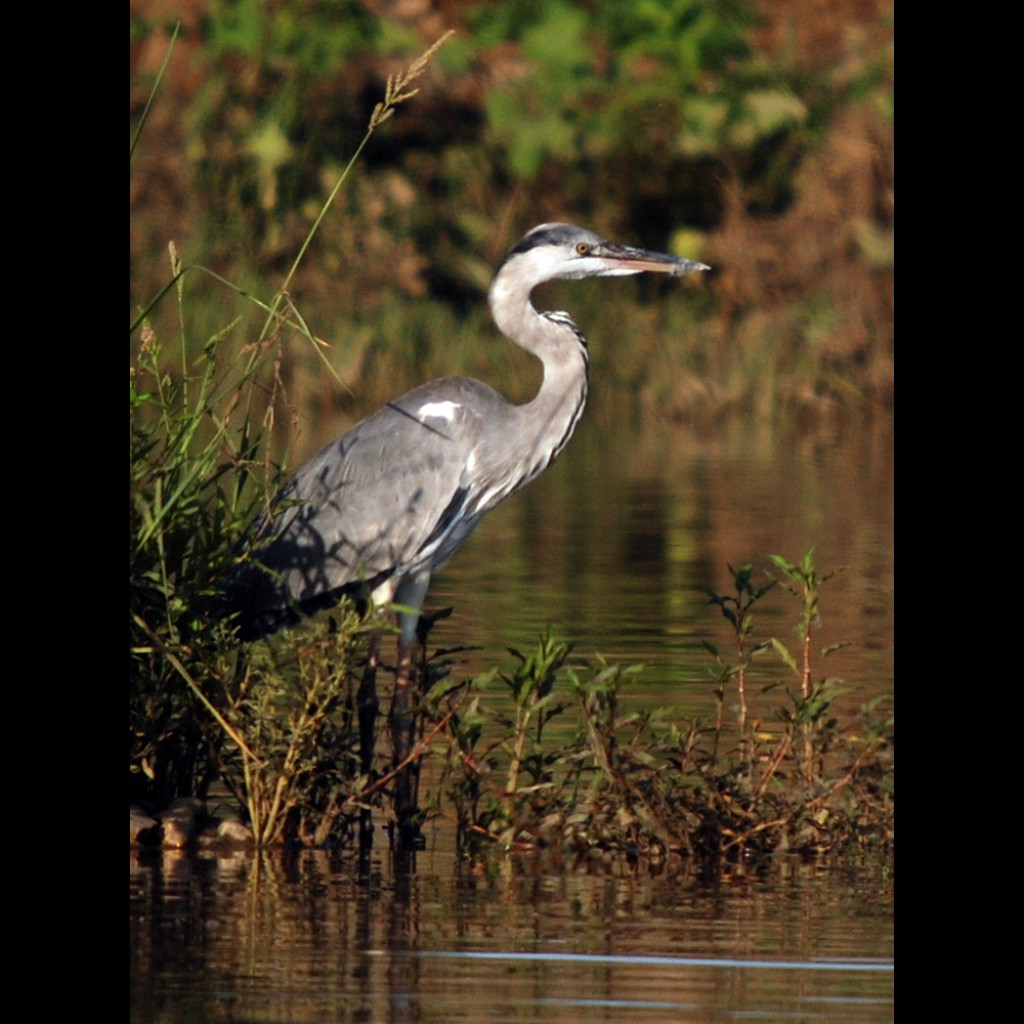 Grey Heron