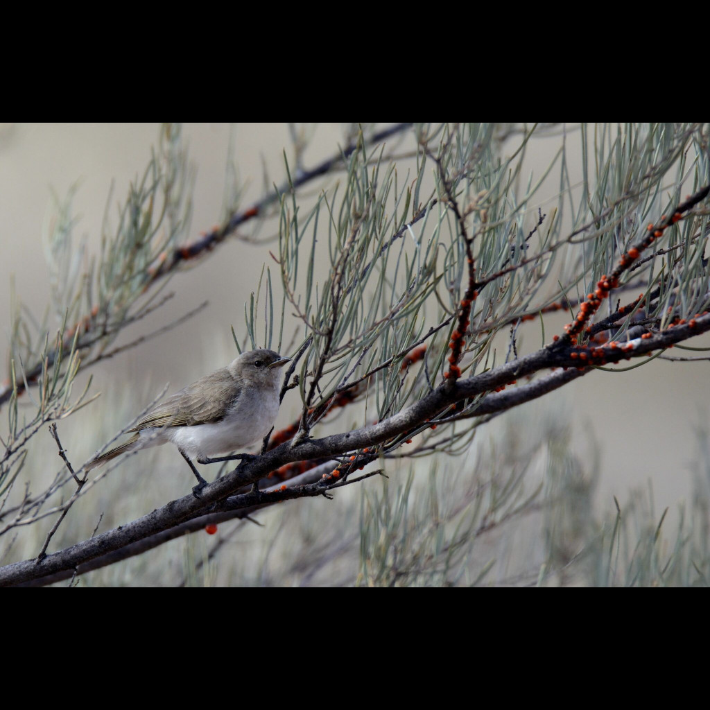 Grey Honeyeater