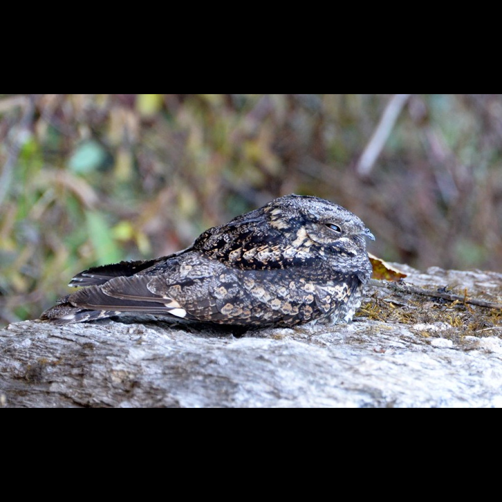 Grey Nightjar