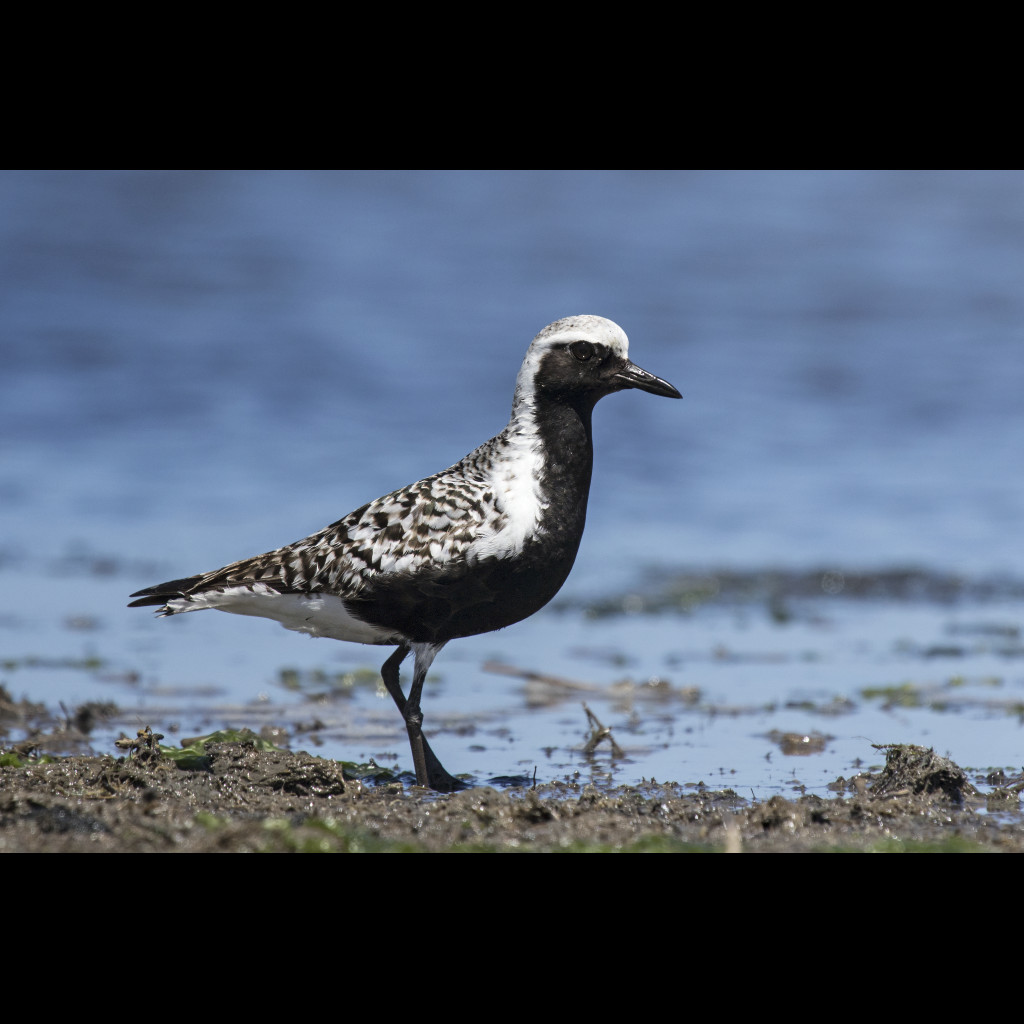 Grey Plover