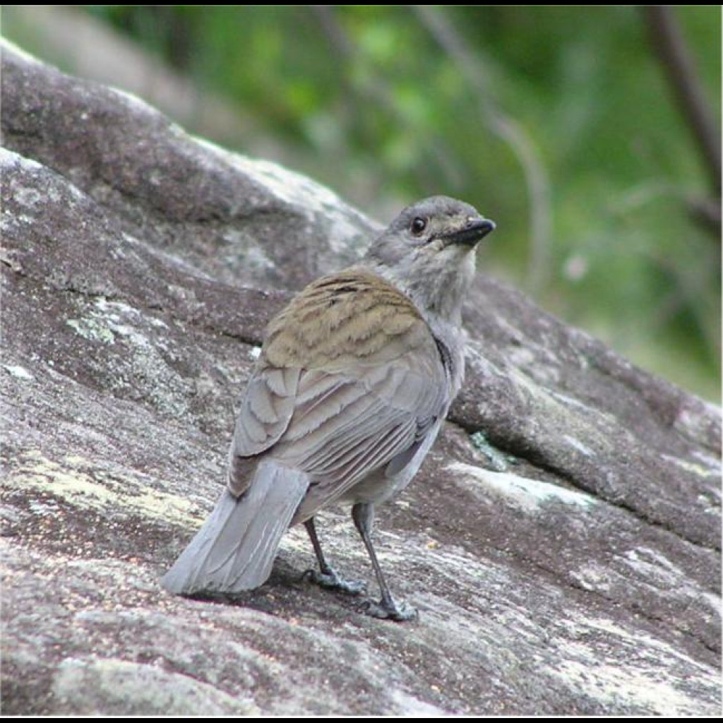 Grey Shrike-thrush