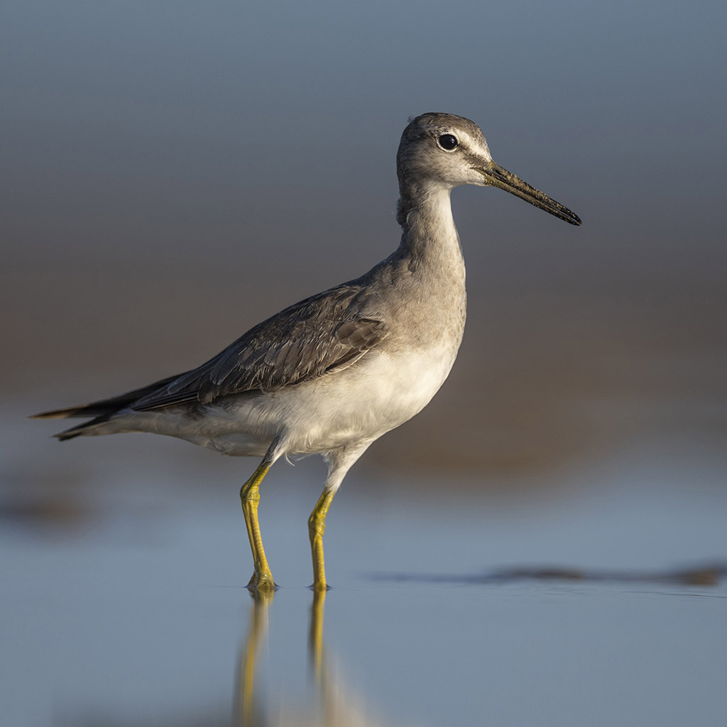 Grey-tailed Tattler