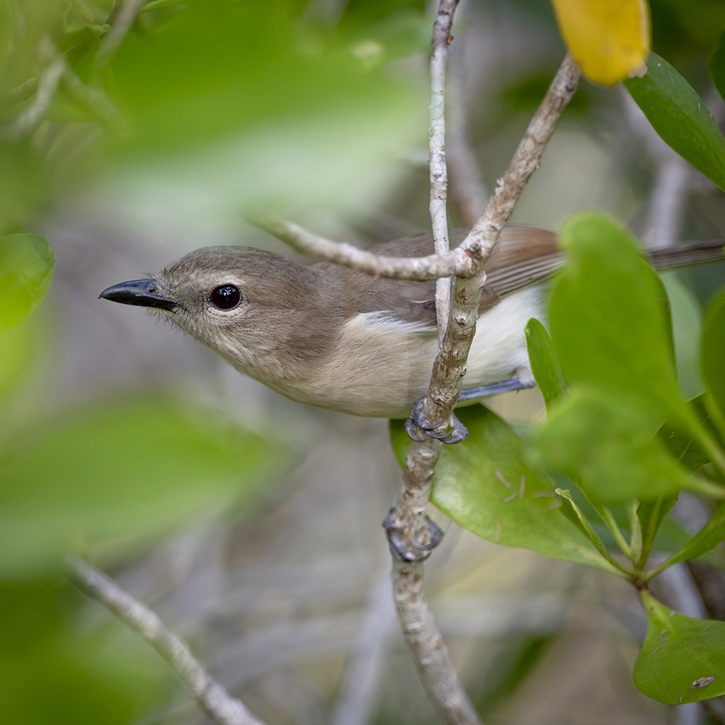 Grey Whistler