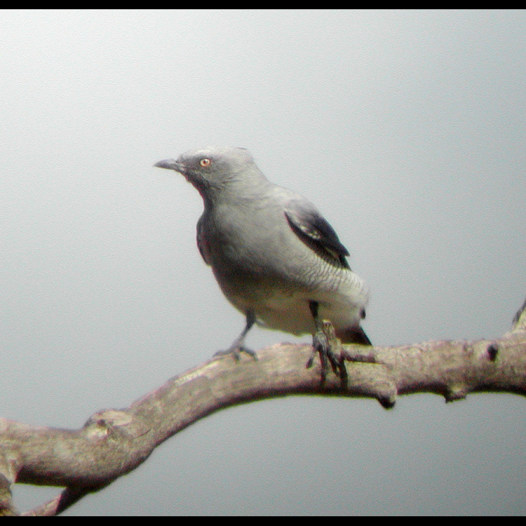 Ground Cuckoo-shrike