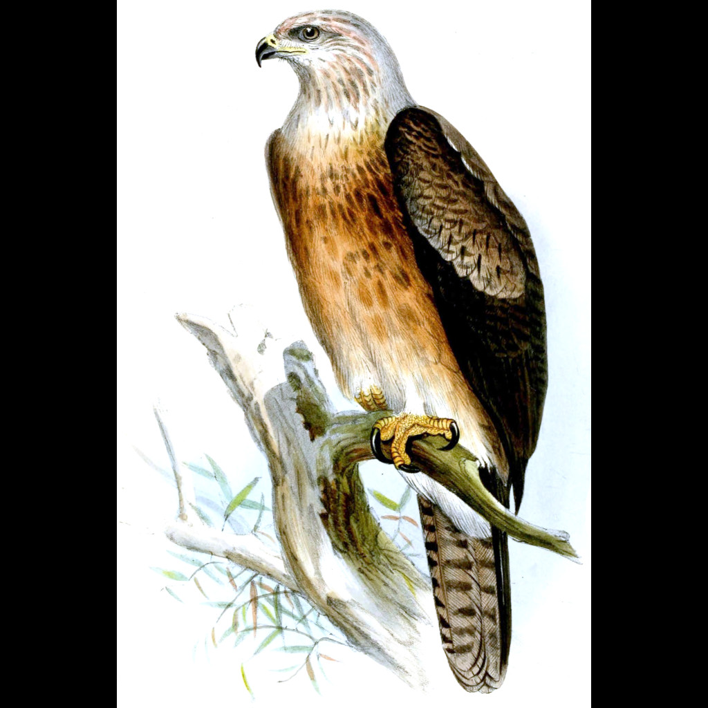 Gurney's Eagle