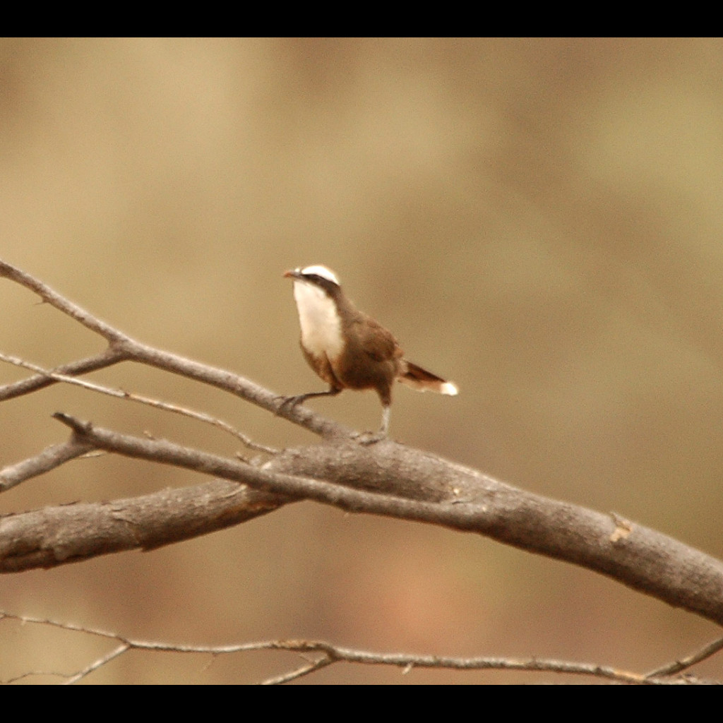 Hall's Babbler
