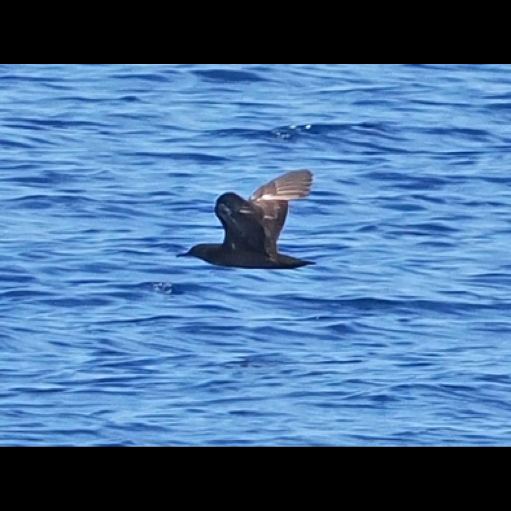 Heinroth's Shearwater