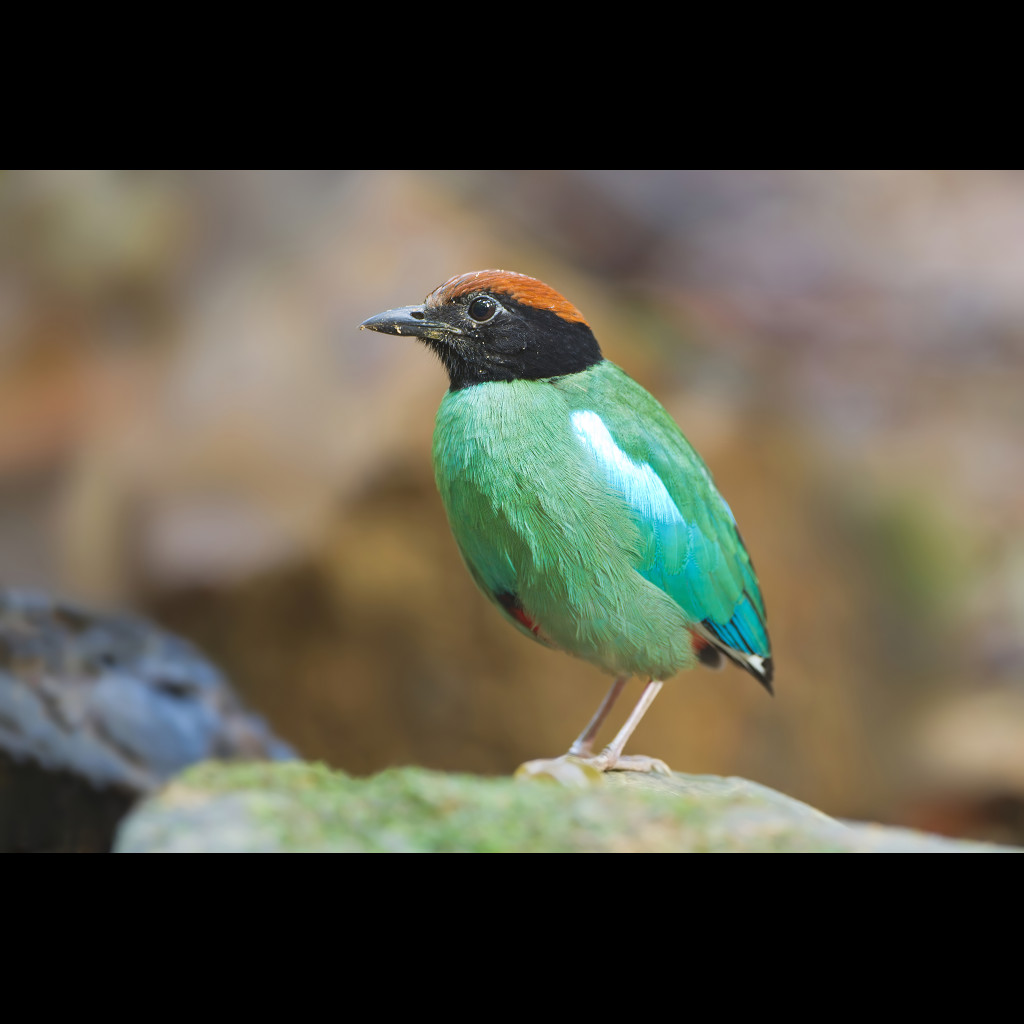 Hooded Pitta