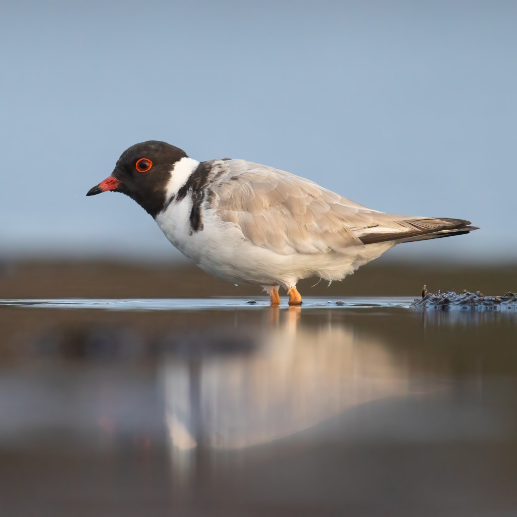 Hooded Plover