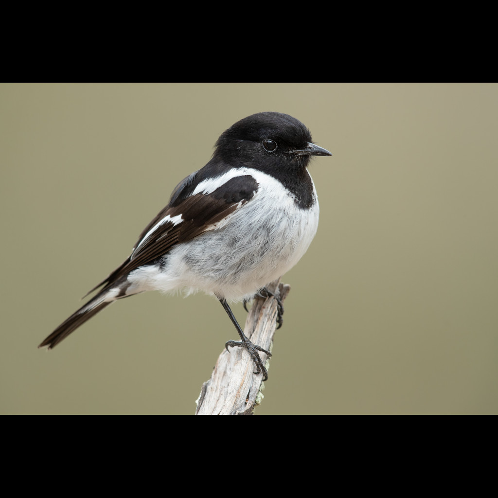 Hooded Robin