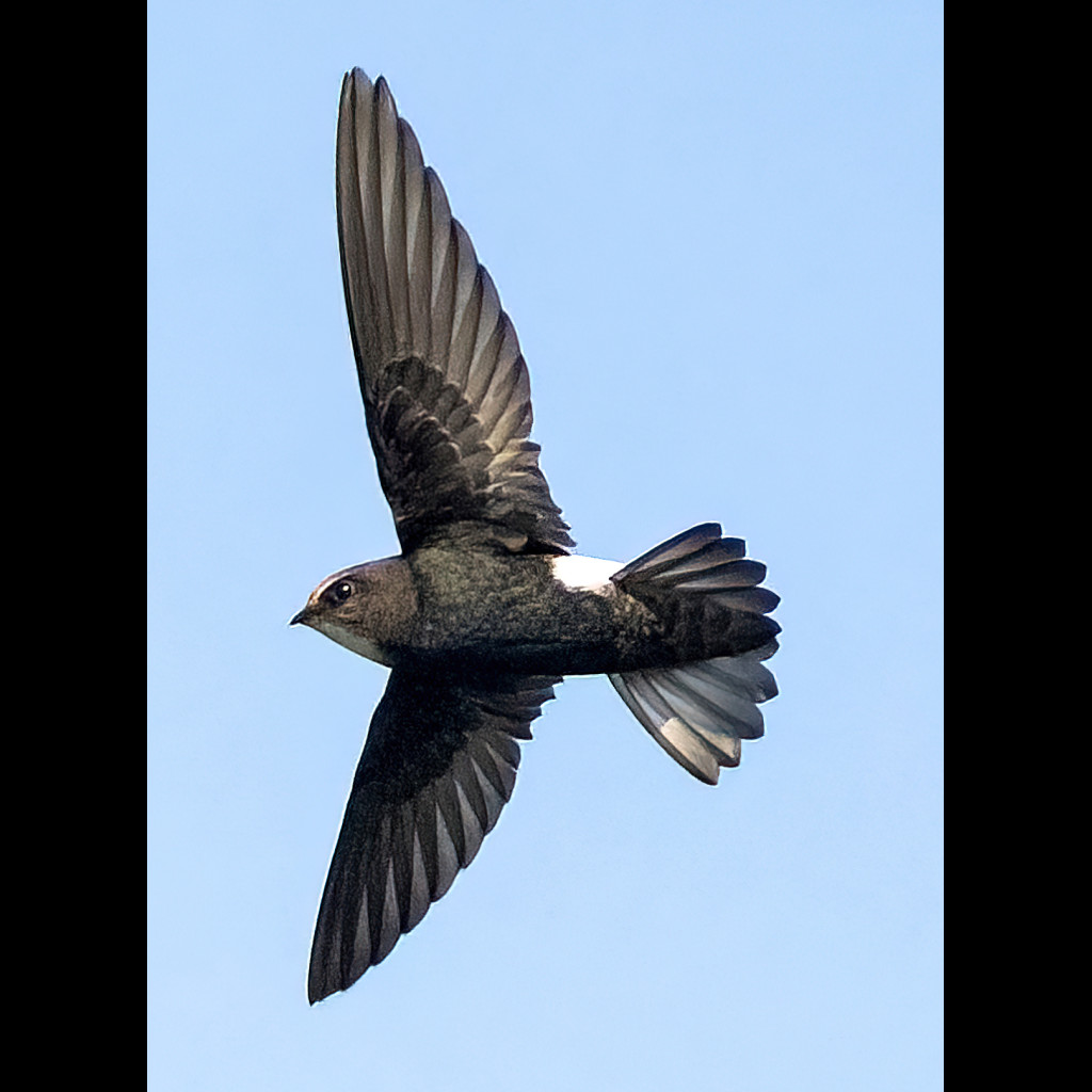 House Swift