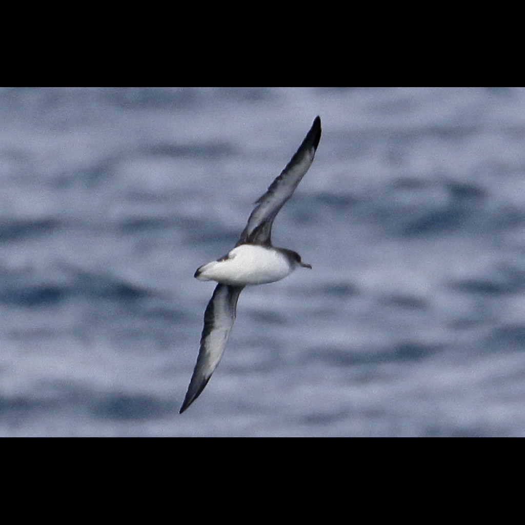 Hutton's Shearwater