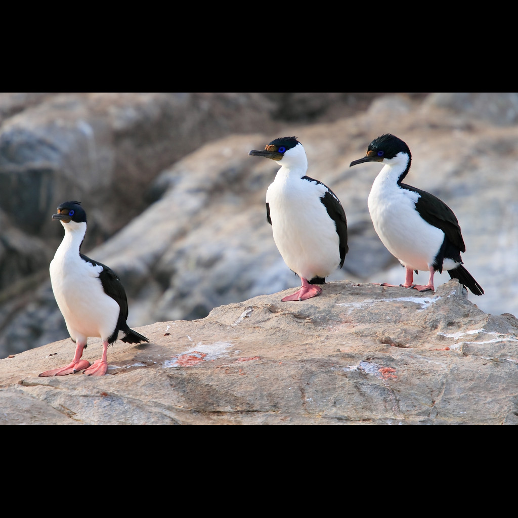 Imperial Shag
