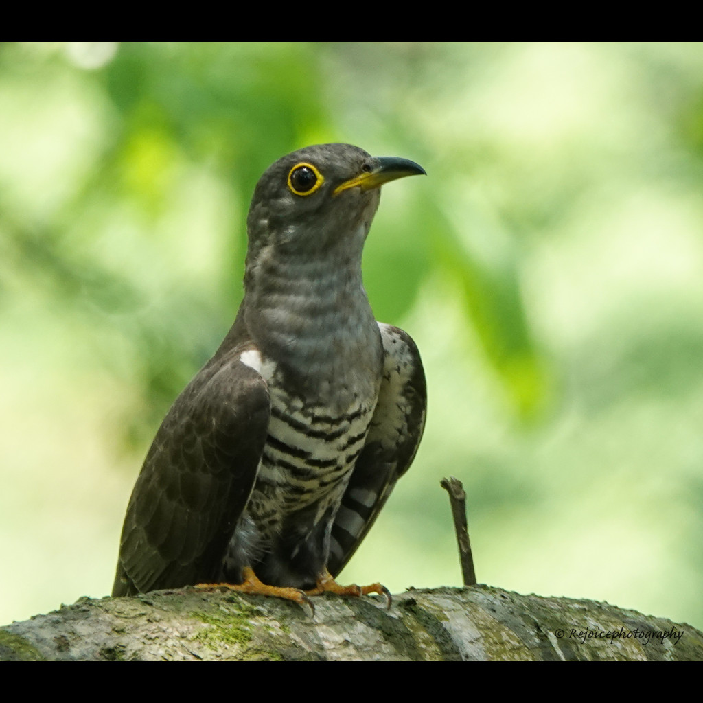 Indian Cuckoo