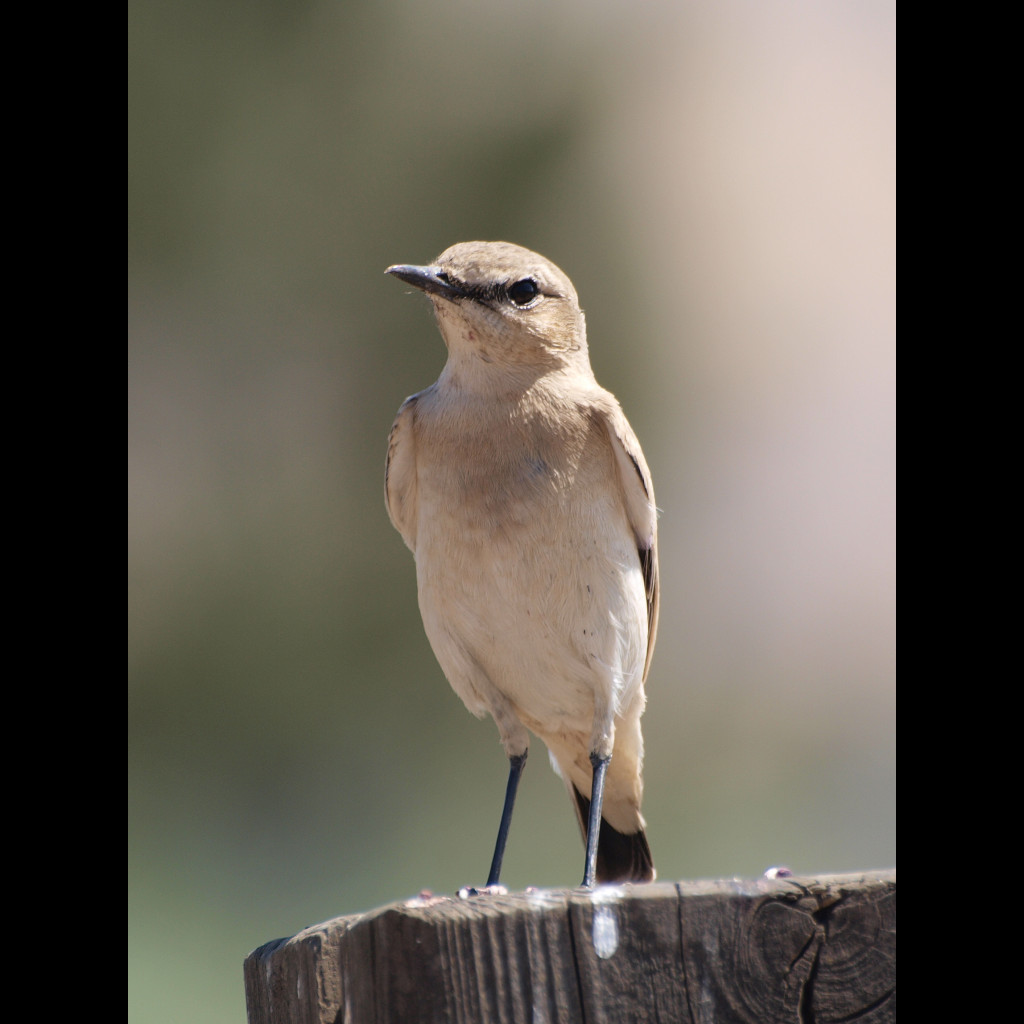 Isabelline Wheatear