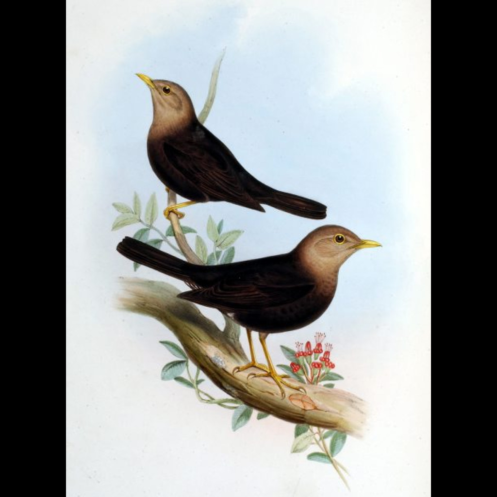 Island Thrush
