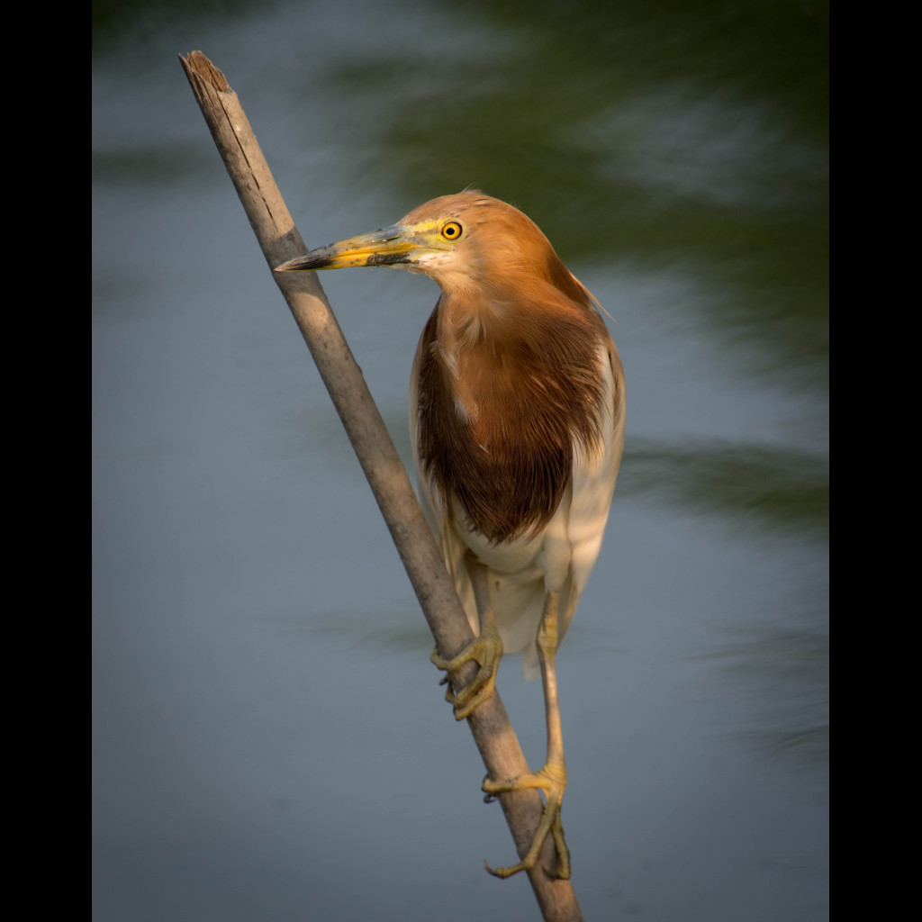 Javan Pond Heron