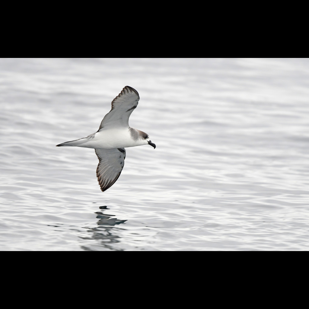 Juan Fernandez Petrel