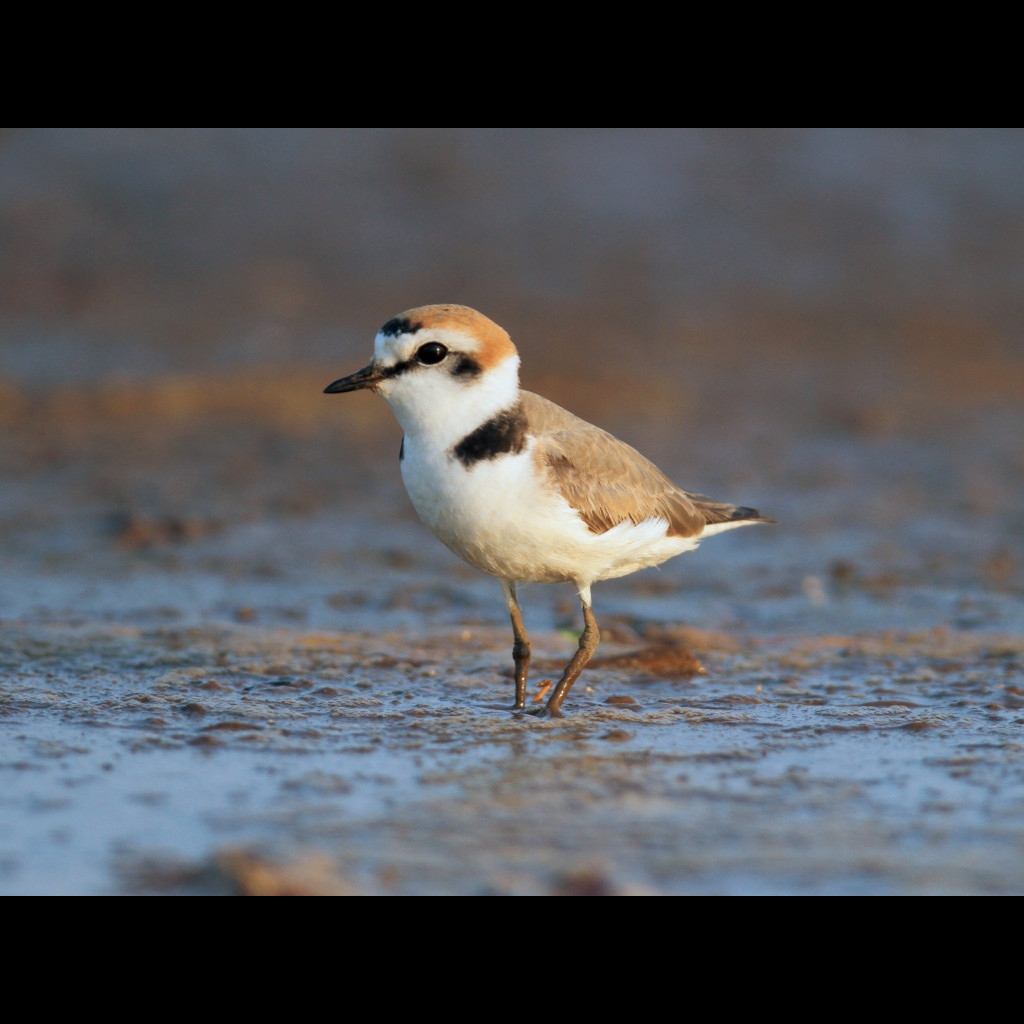 Kentish Plover
